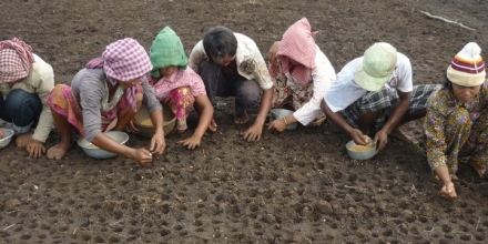 Bunong peoples of Pu Ngor village were growing rice. Photo by Sarou in 2010.