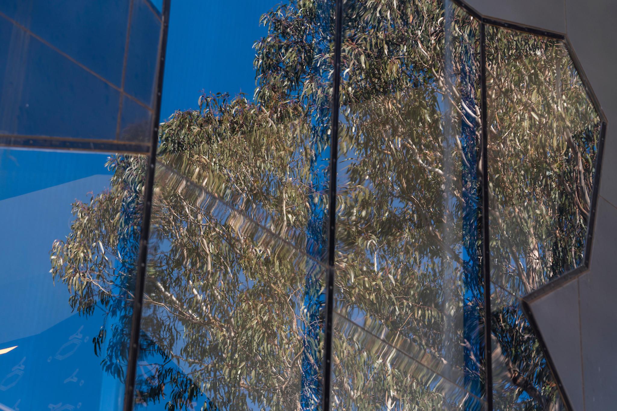trees reflected in the window