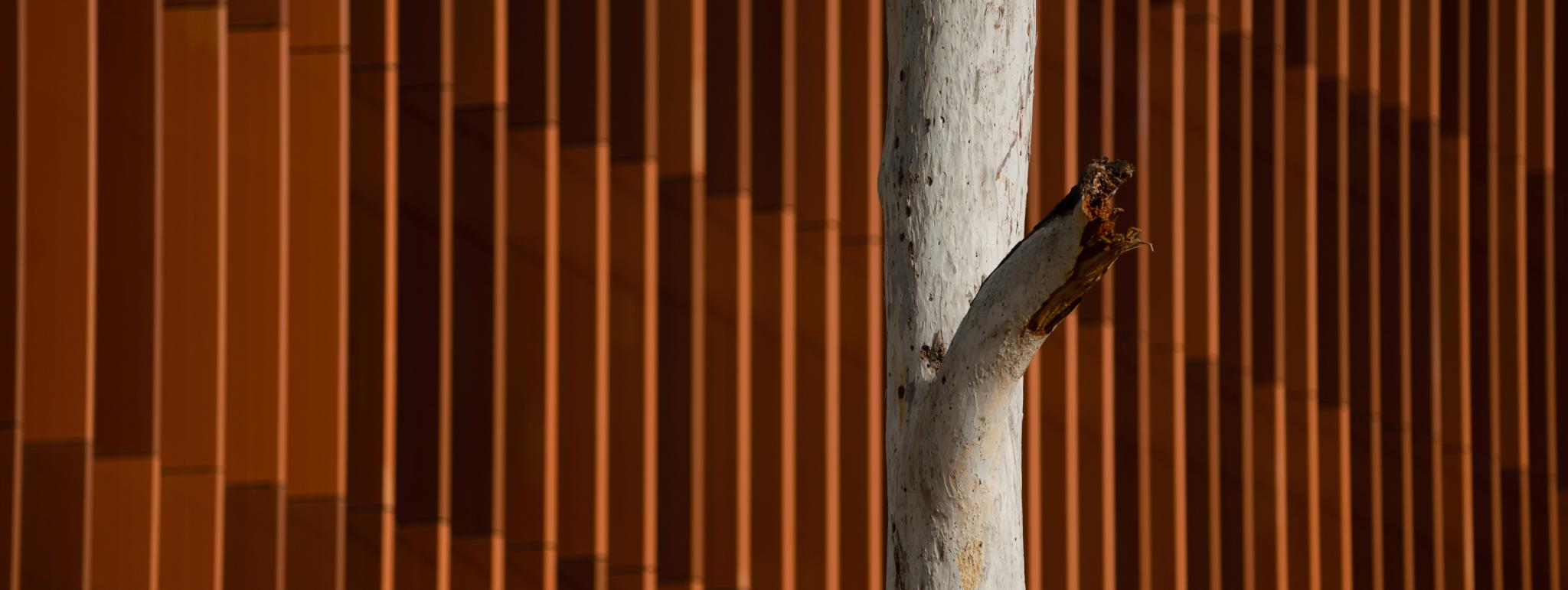 Tree in front of building