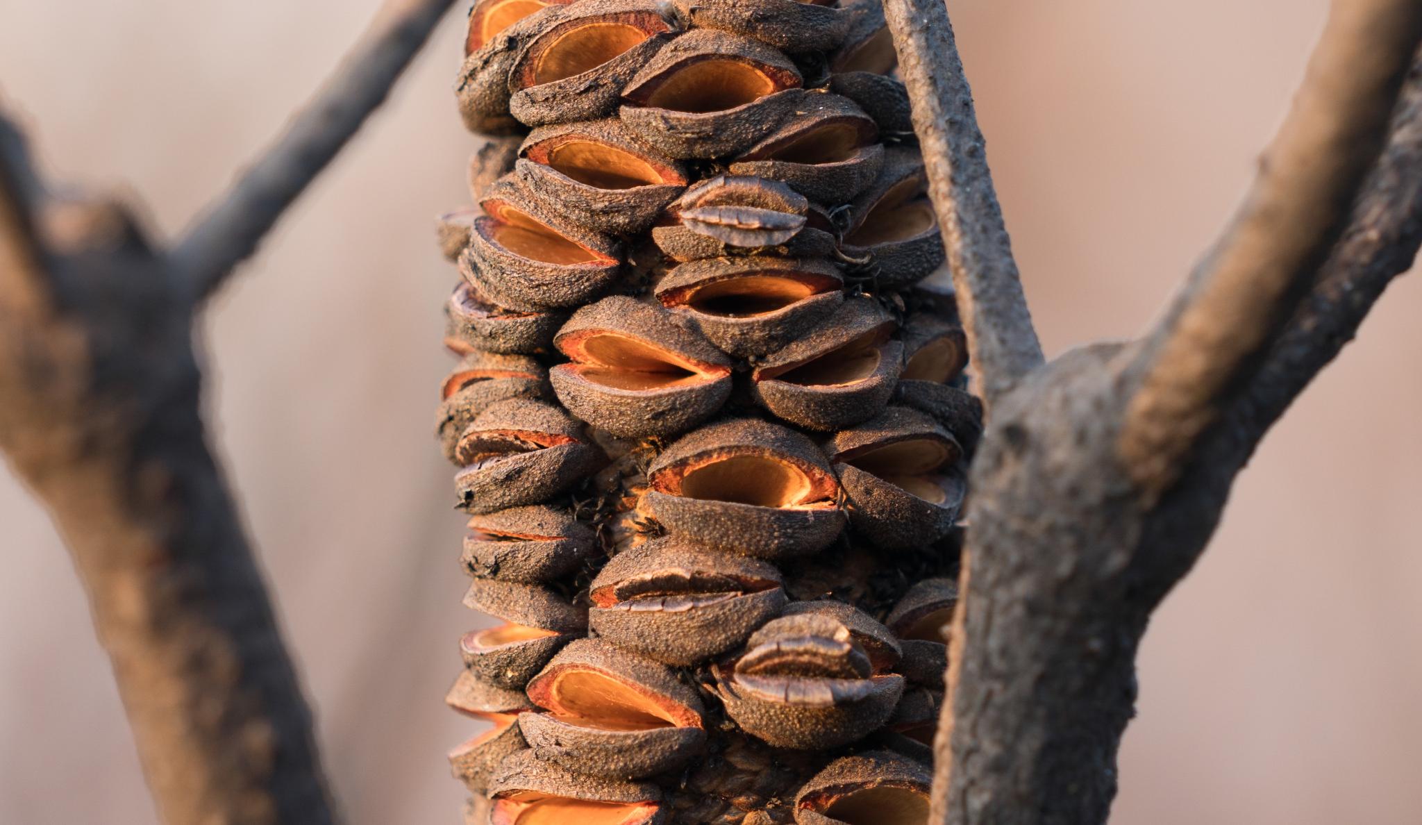 Close up of tree details