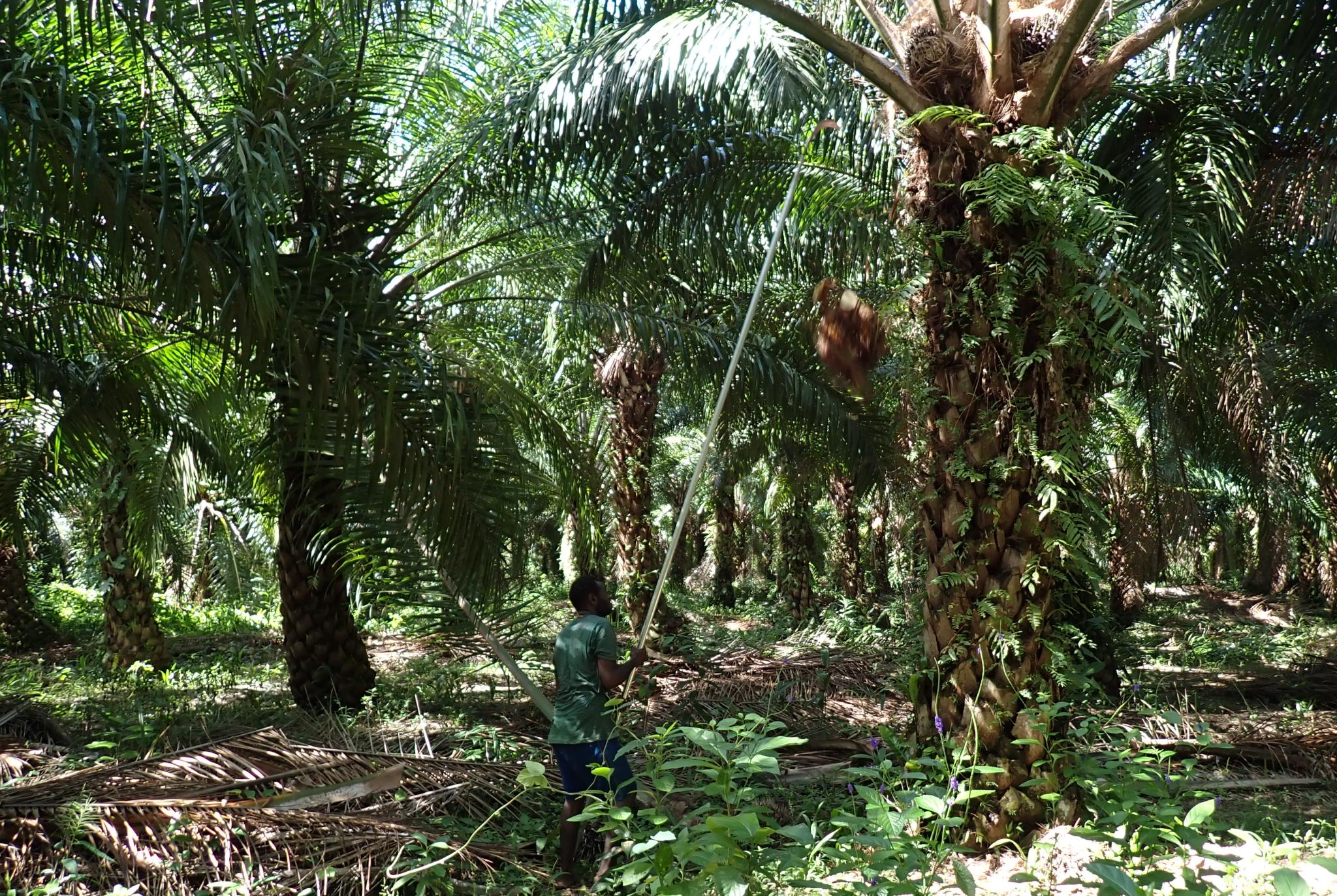 Oil Palm trees