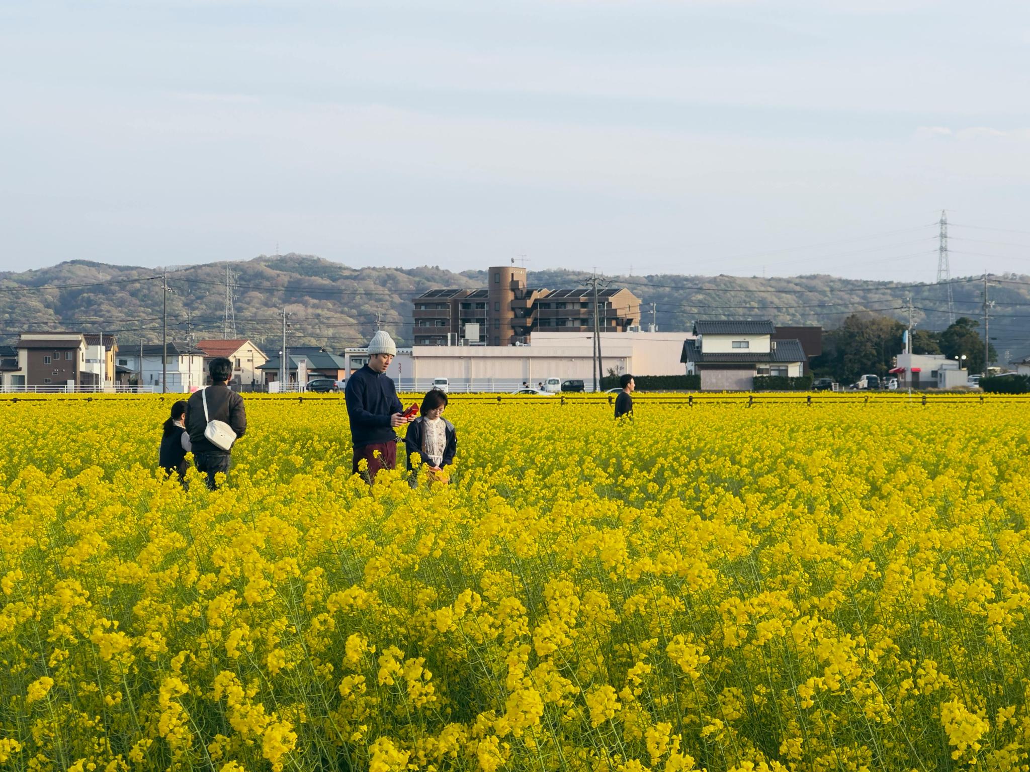 A family strolls through a vast field of yellow flowers under a clear sky, with distant hills and houses, Japan, 12 April 2026 (Photo: Mohammad Hoque/Pexels).