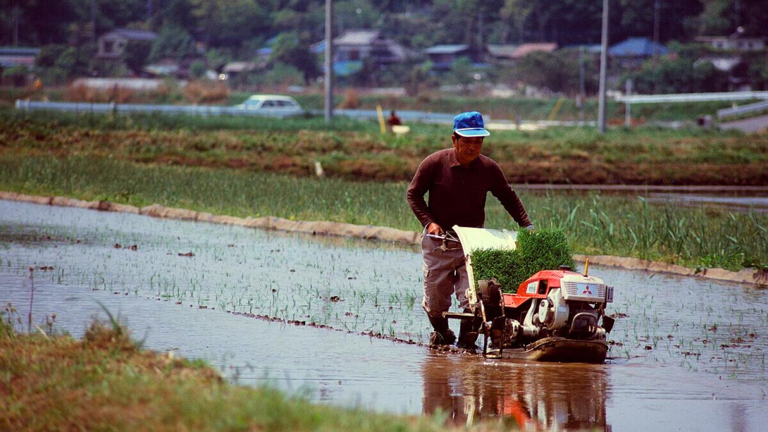 Japanese rice farmer