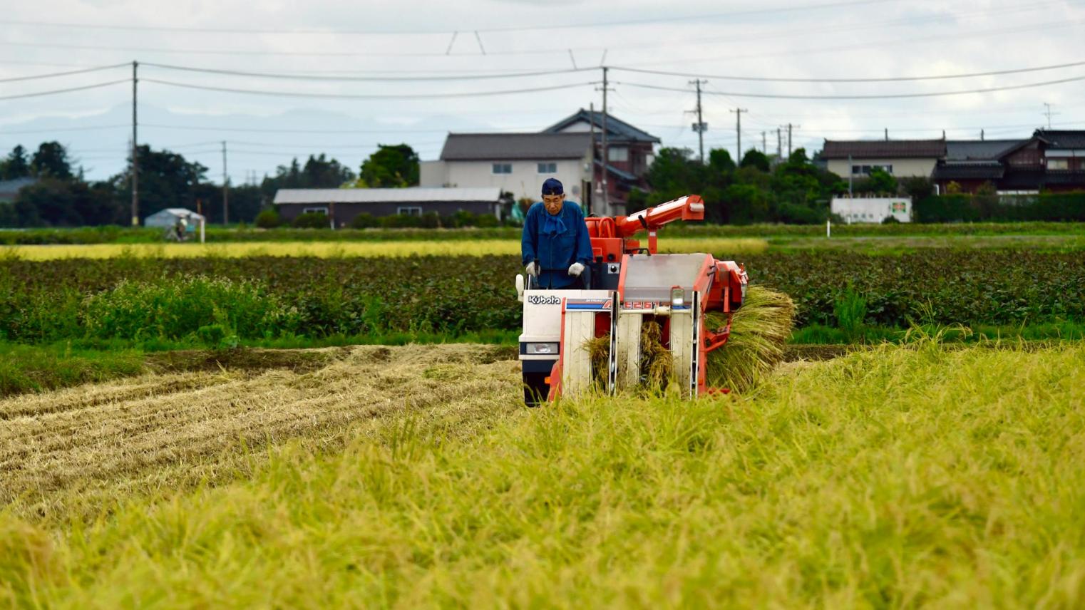 A Japanese rice field