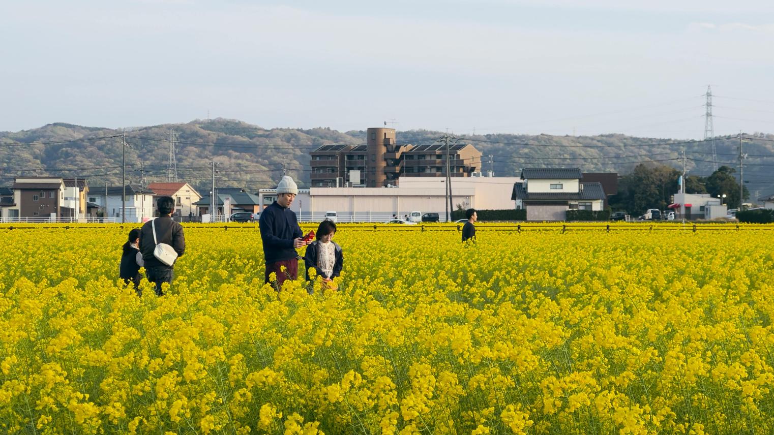 A family strolls through a vast field of yellow flowers under a clear sky, with distant hills and houses, Japan, 12 April 2026 (Photo: Mohammad Hoque/Pexels).